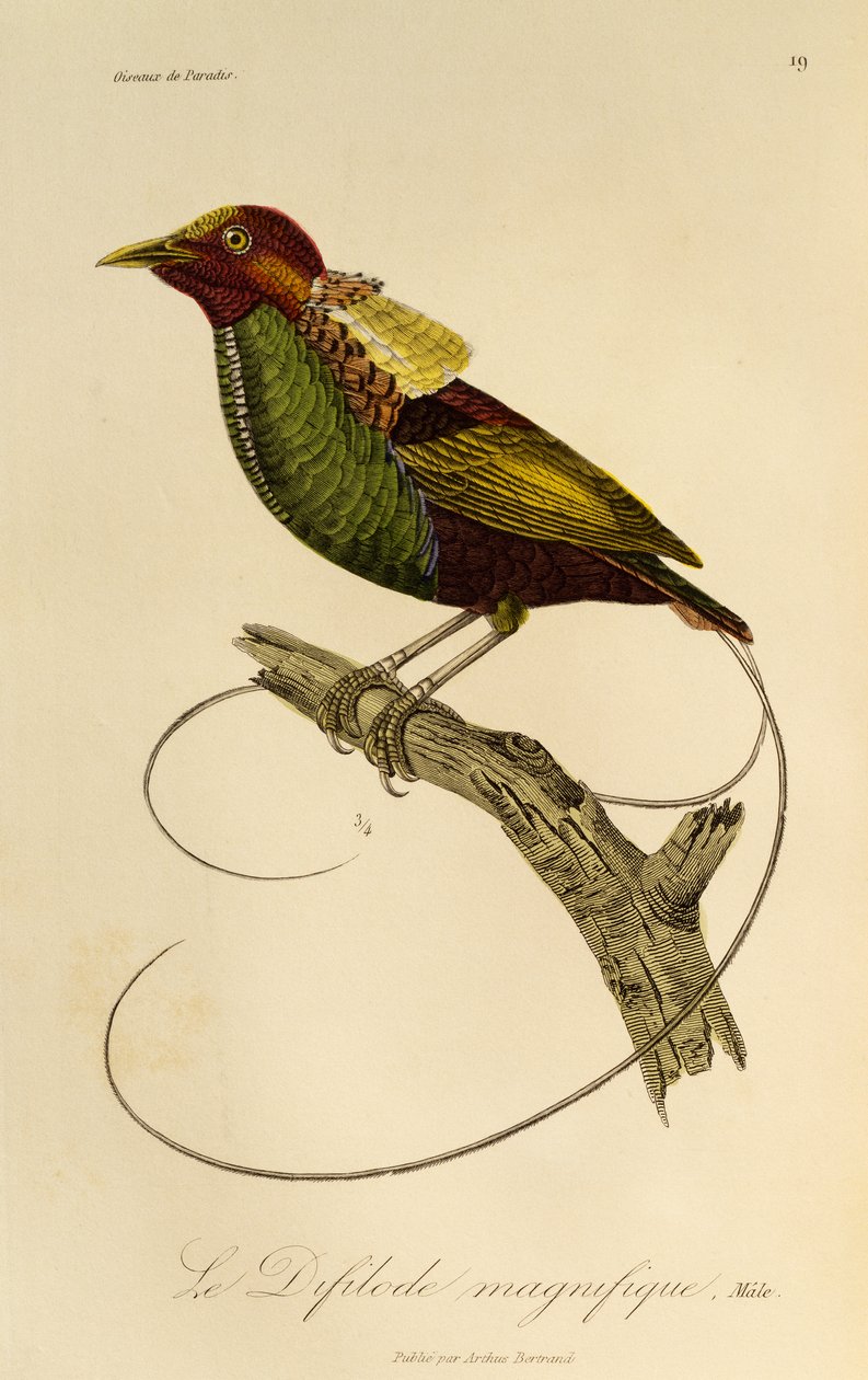 Male of Magnificent Bird-of-paradise (Cicinnurus magnificus), engraving from Histoire naturelle des oiseaux de paradis et des epimagues by René Primevère Lesson