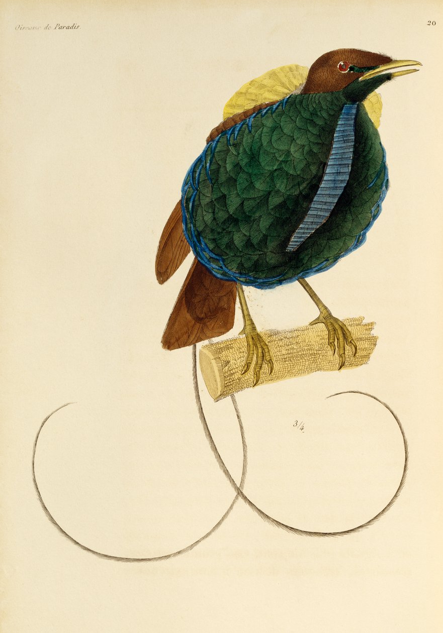 Male of Magnificent Bird-of-paradise (engraving) by René Primevère Lesson