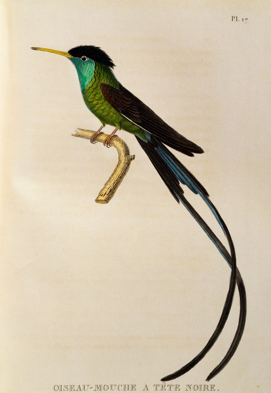 Red-billed Streamertail (Trochilus polytmus), engraving from Les trochilidees ou les colibris et les oiseaux-mouches by René Primevère Lesson