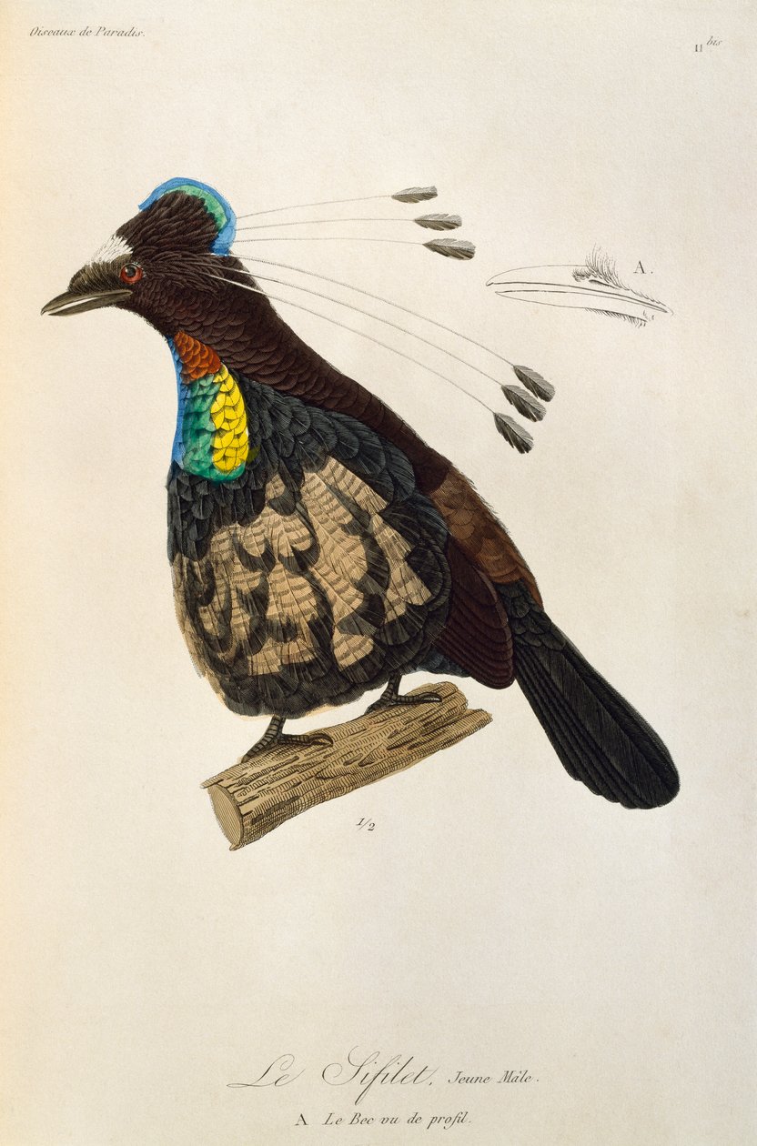 Young male of Western Parotia (Parotia sefilata), engraving from Histoire naturelle des oiseaux de paradis et des epimagues by René Primevère Lesson