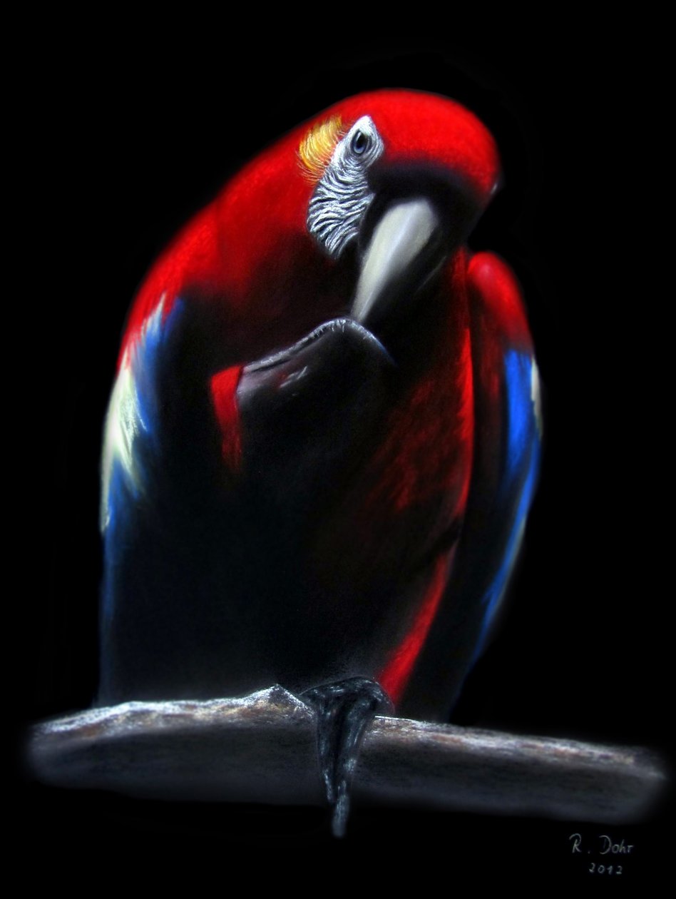 Parrot by Renate Dohr