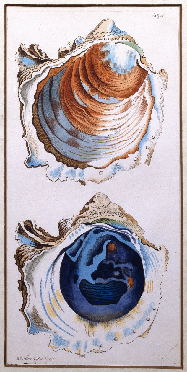 Oyster Shell, published by Shaw by Richard Polydore Nodder
