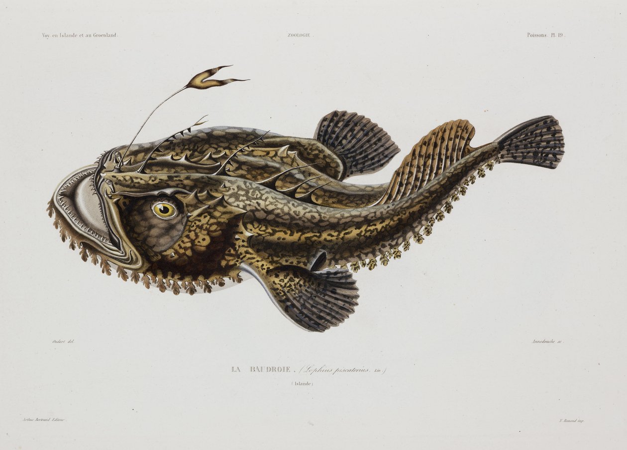 Angler fish, Iceland, early 19th century by John Pardon