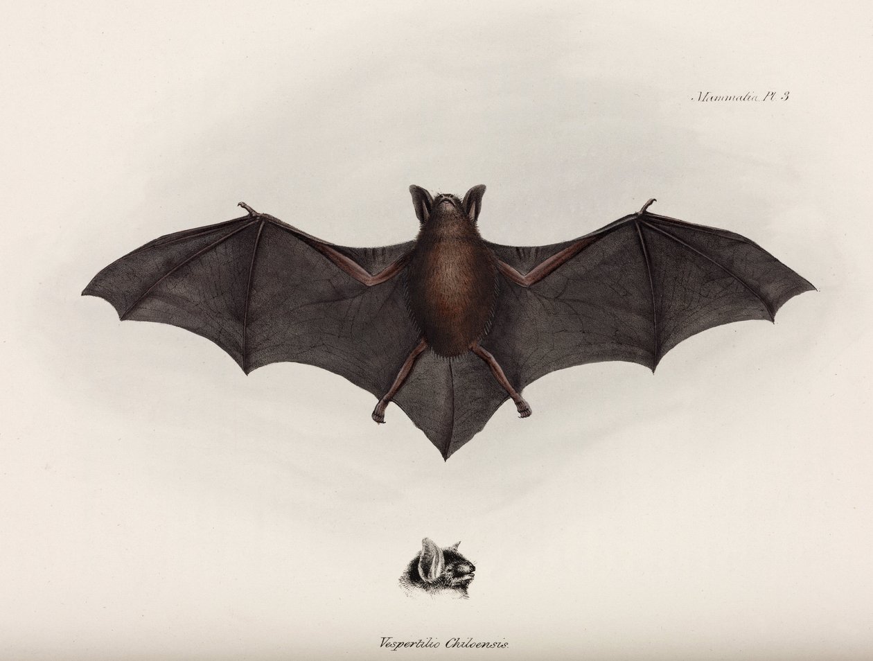 Bat, South America by John Pardon