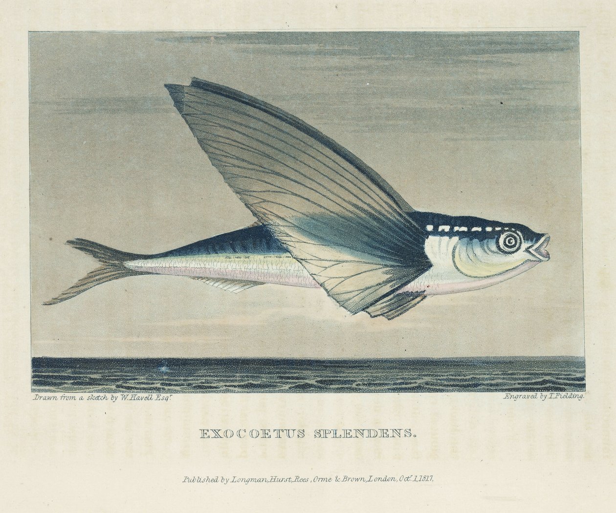 Flying Fish by John Pardon