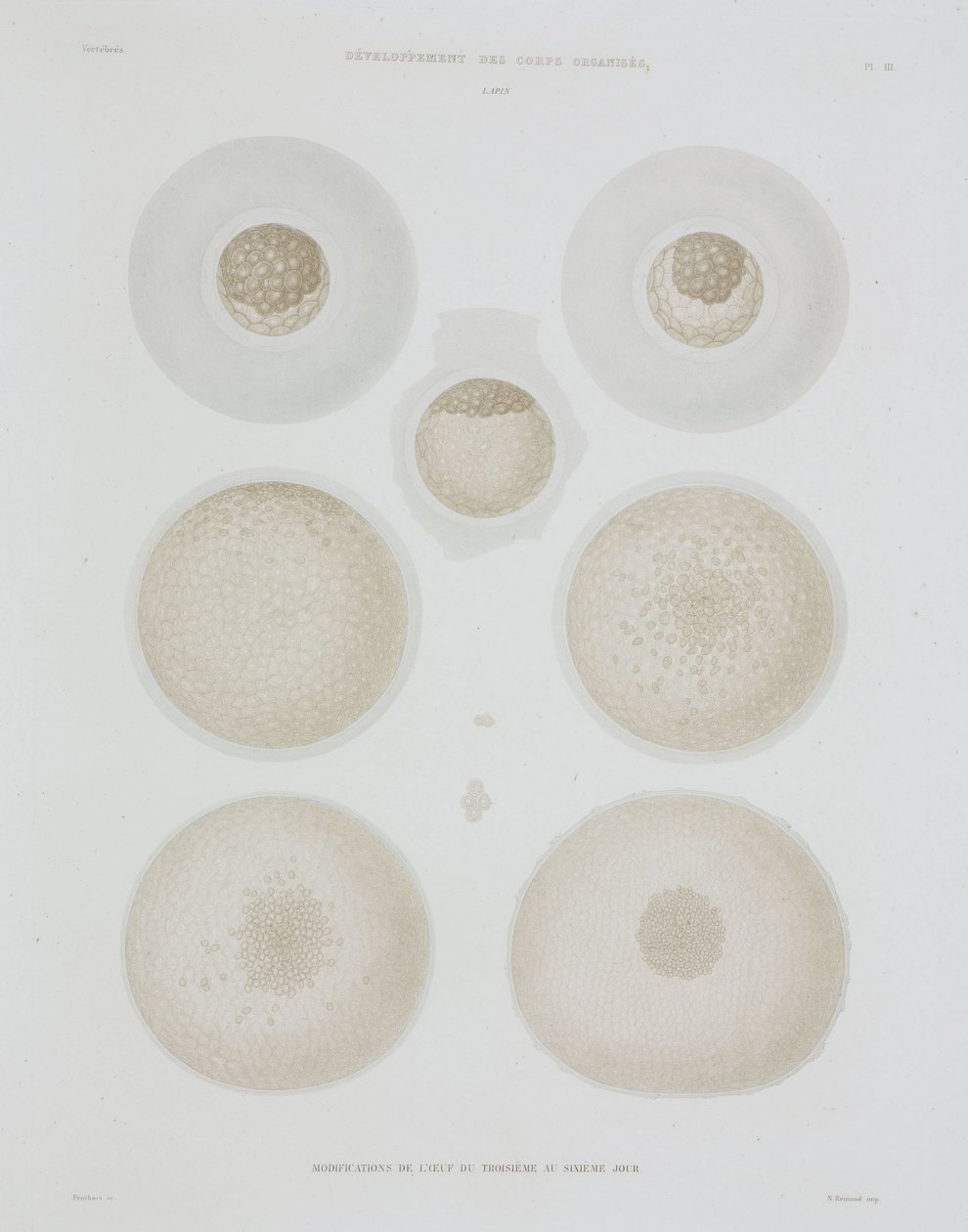 Rabbit Egg, c 1847-1859 by John Pardon