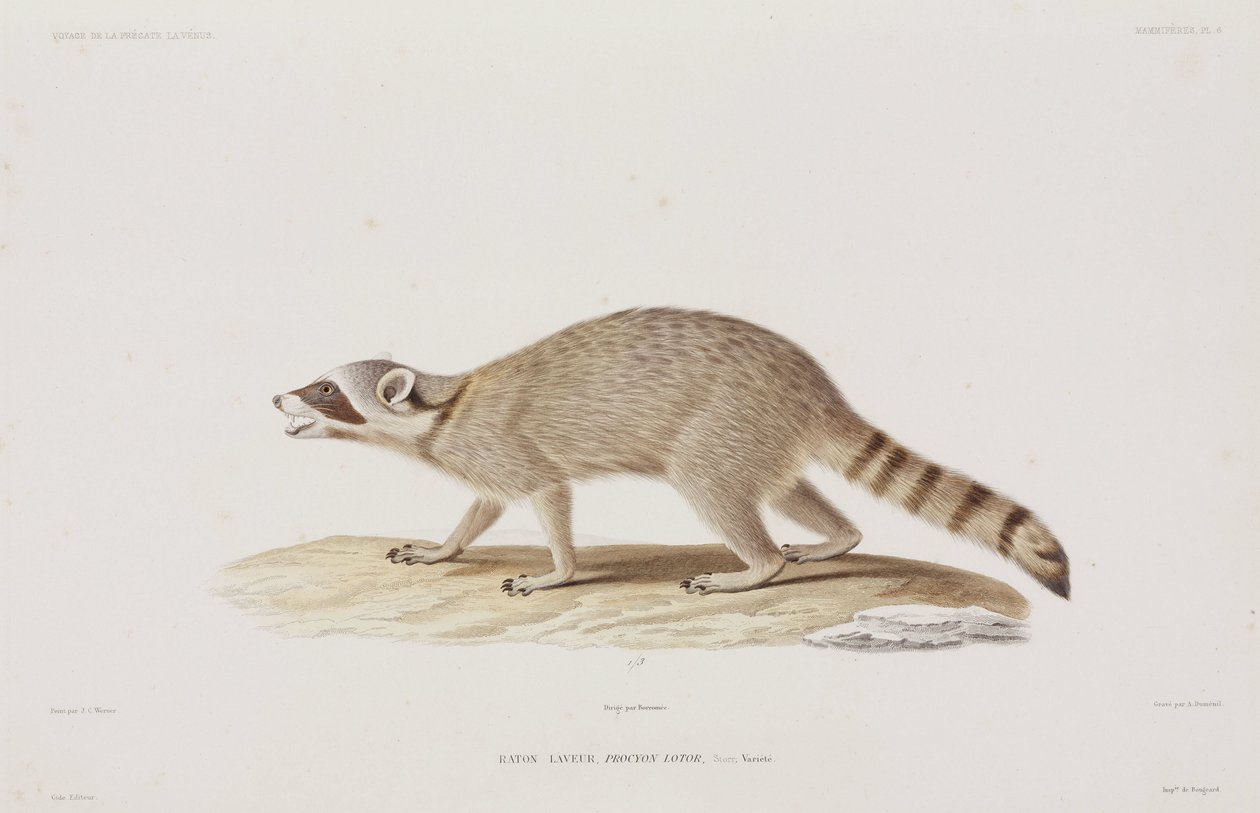 Raccoon, USA by John Pardon