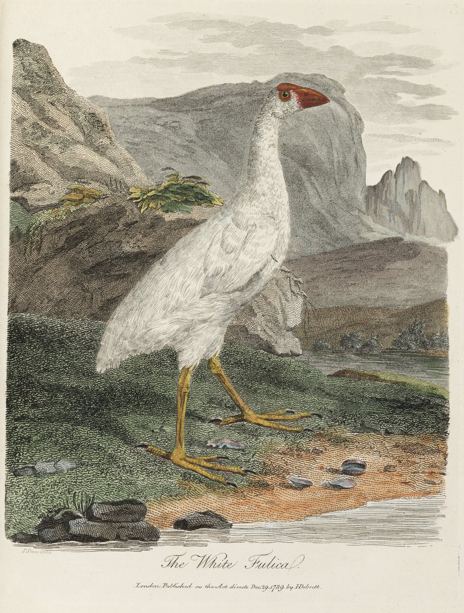 The White Fulica by John Pardon