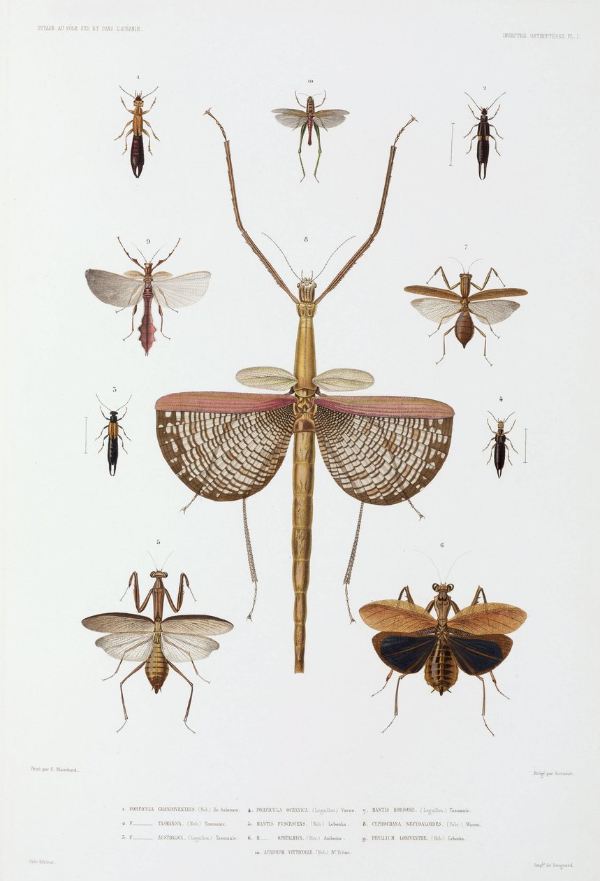 Types of insect, Australia, Solomon Islands and Indonesia by John Pardon
