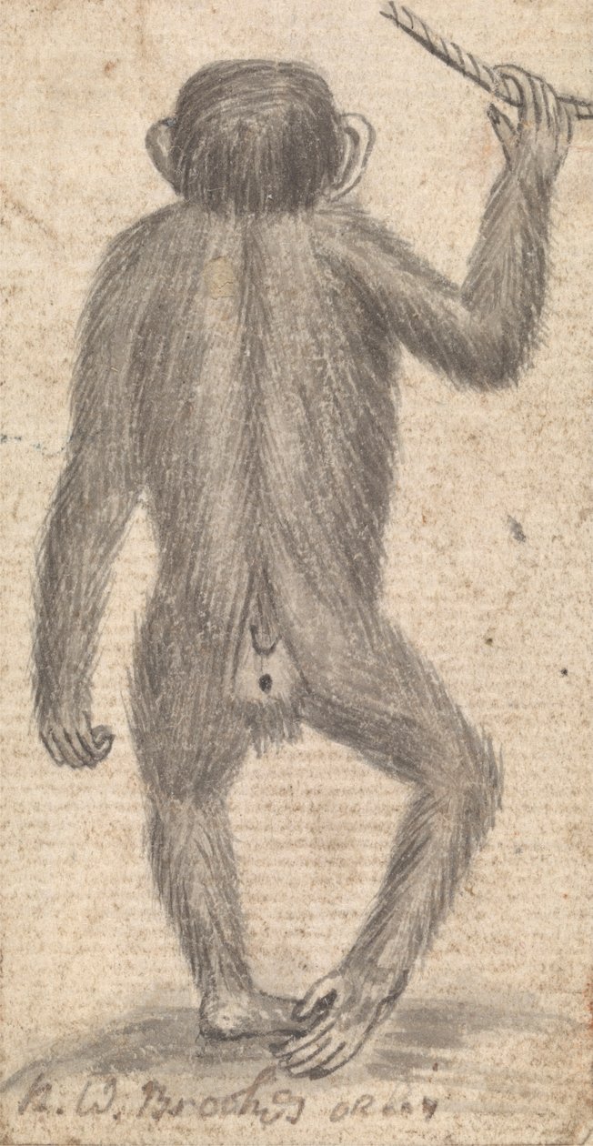 Monkeys (one of three on one mount) by Richard Brookes