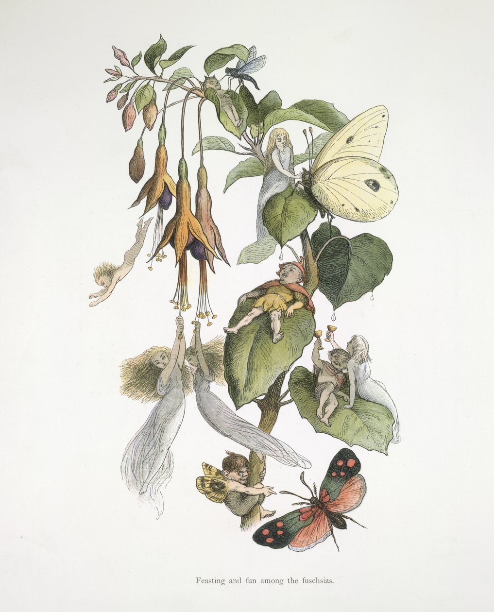 Feasting and Fun Among the Fuschias by Richard Doyle
