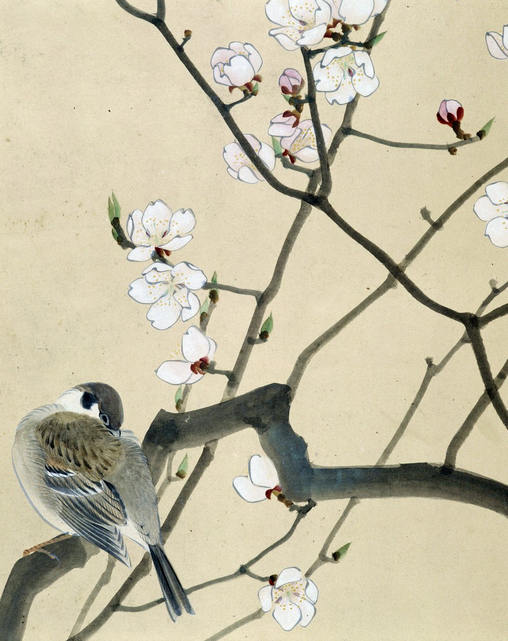 Bird by Riu Chim