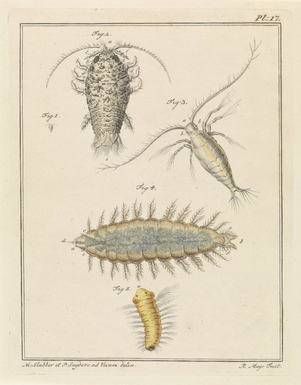 Agate Isopod, Copepod, and Bristle Worm by Robbert Muys