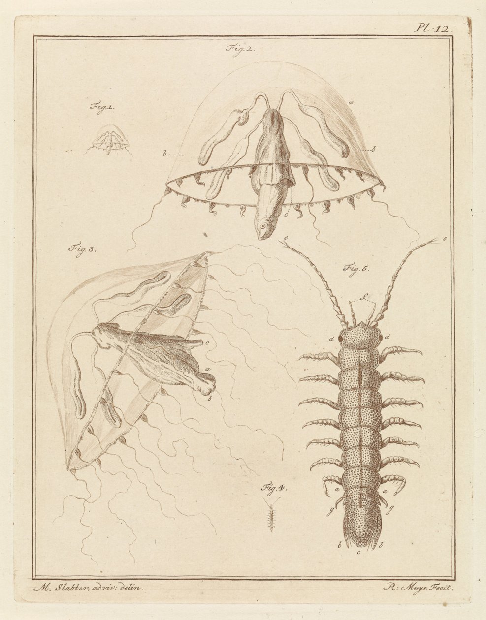 Leptomedusa and a Brackish Water Isopod by Robbert Muys