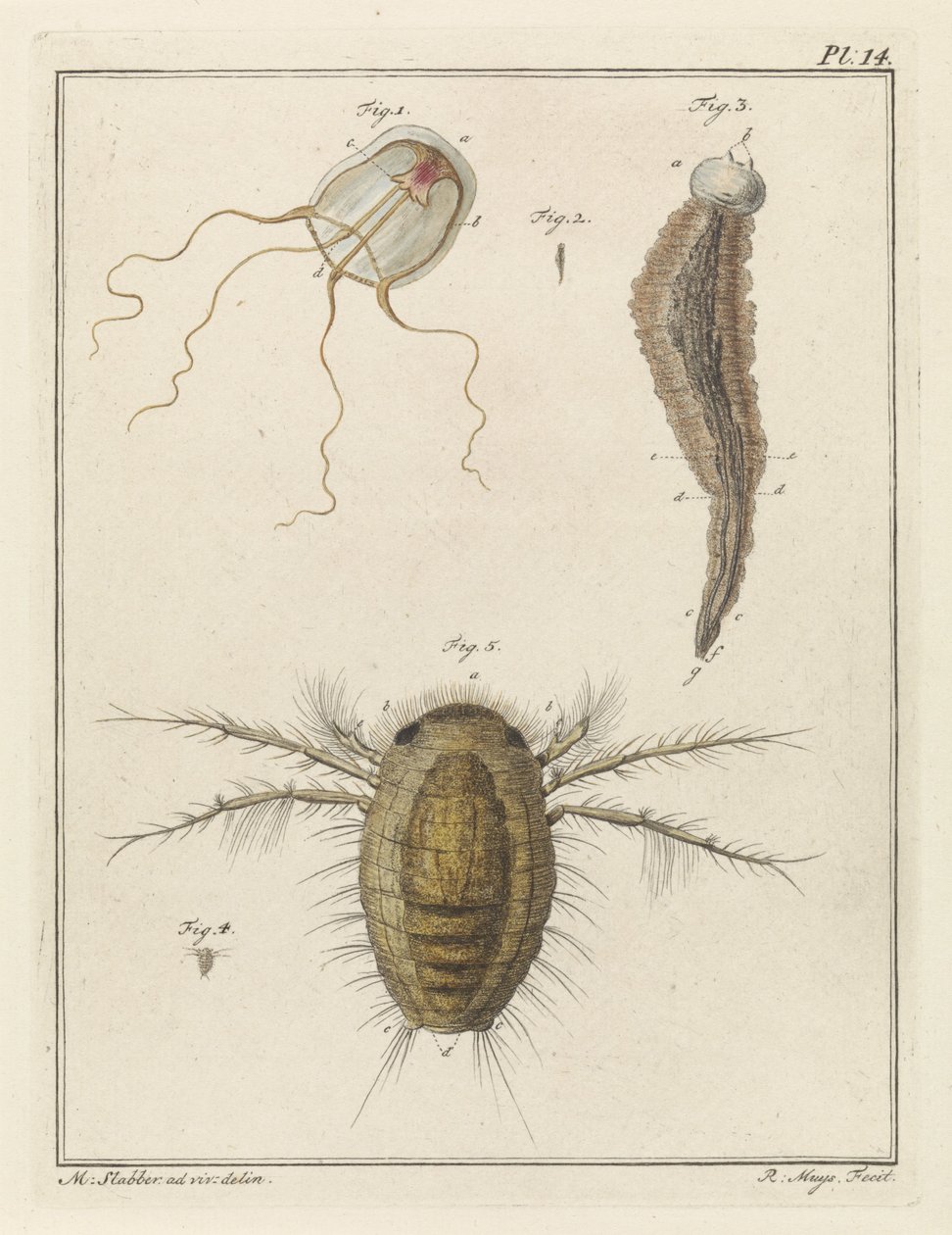 Various Sea Creatures by Robbert Muys