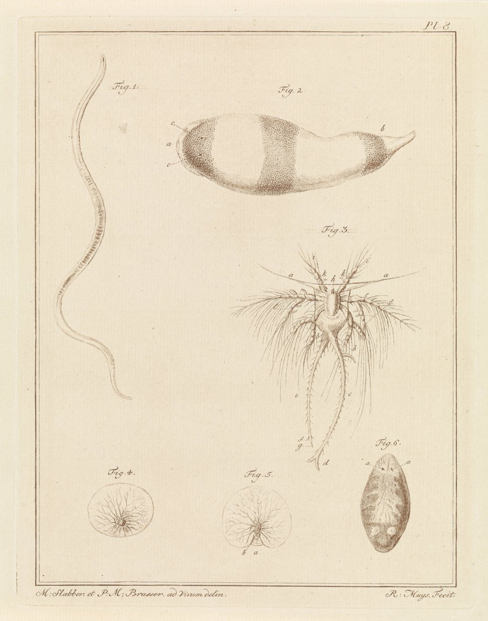 Various Sea Creatures by Robbert Muys