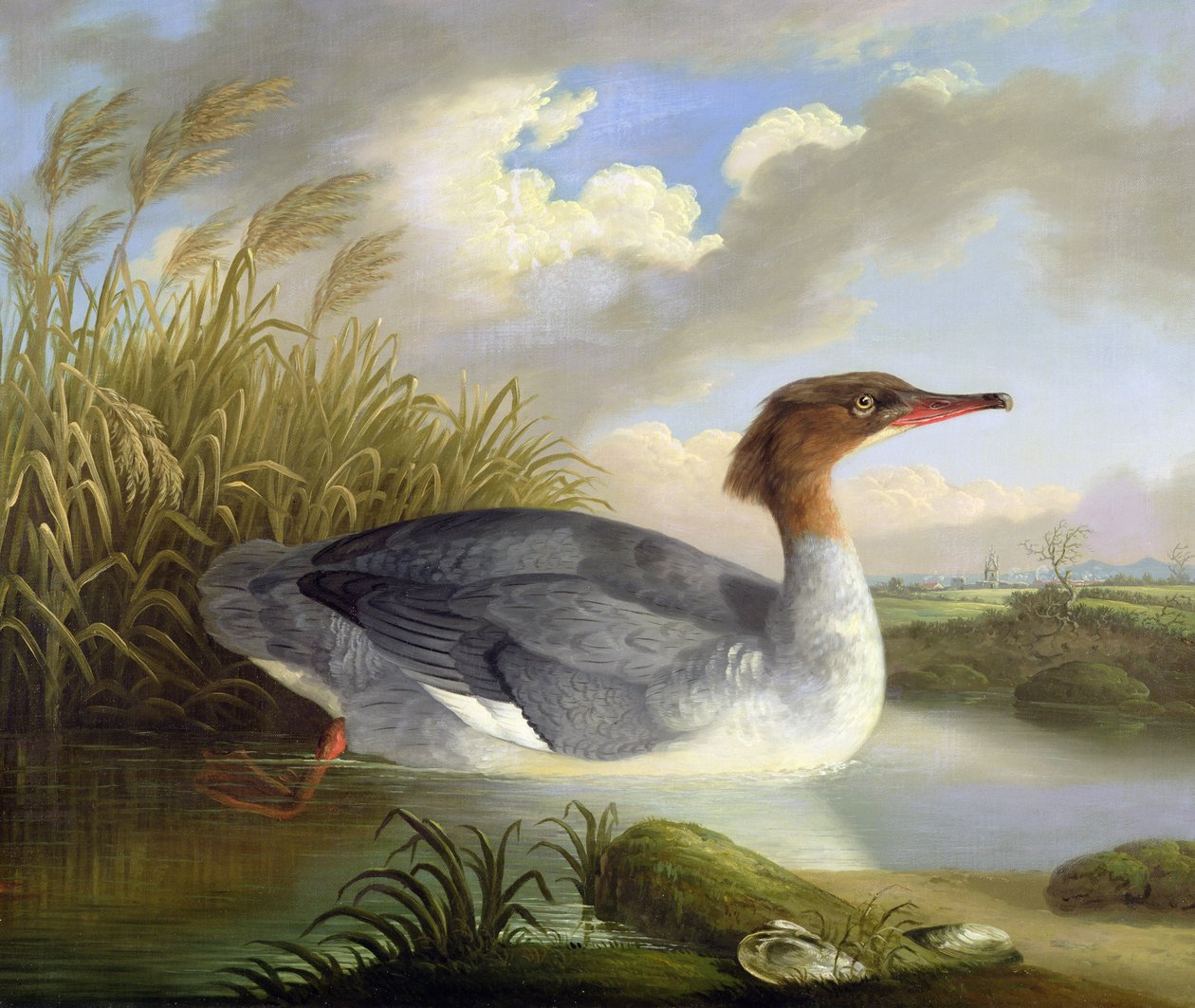 A Dun Diver (Goosander) by Robert Wilkinson Padley