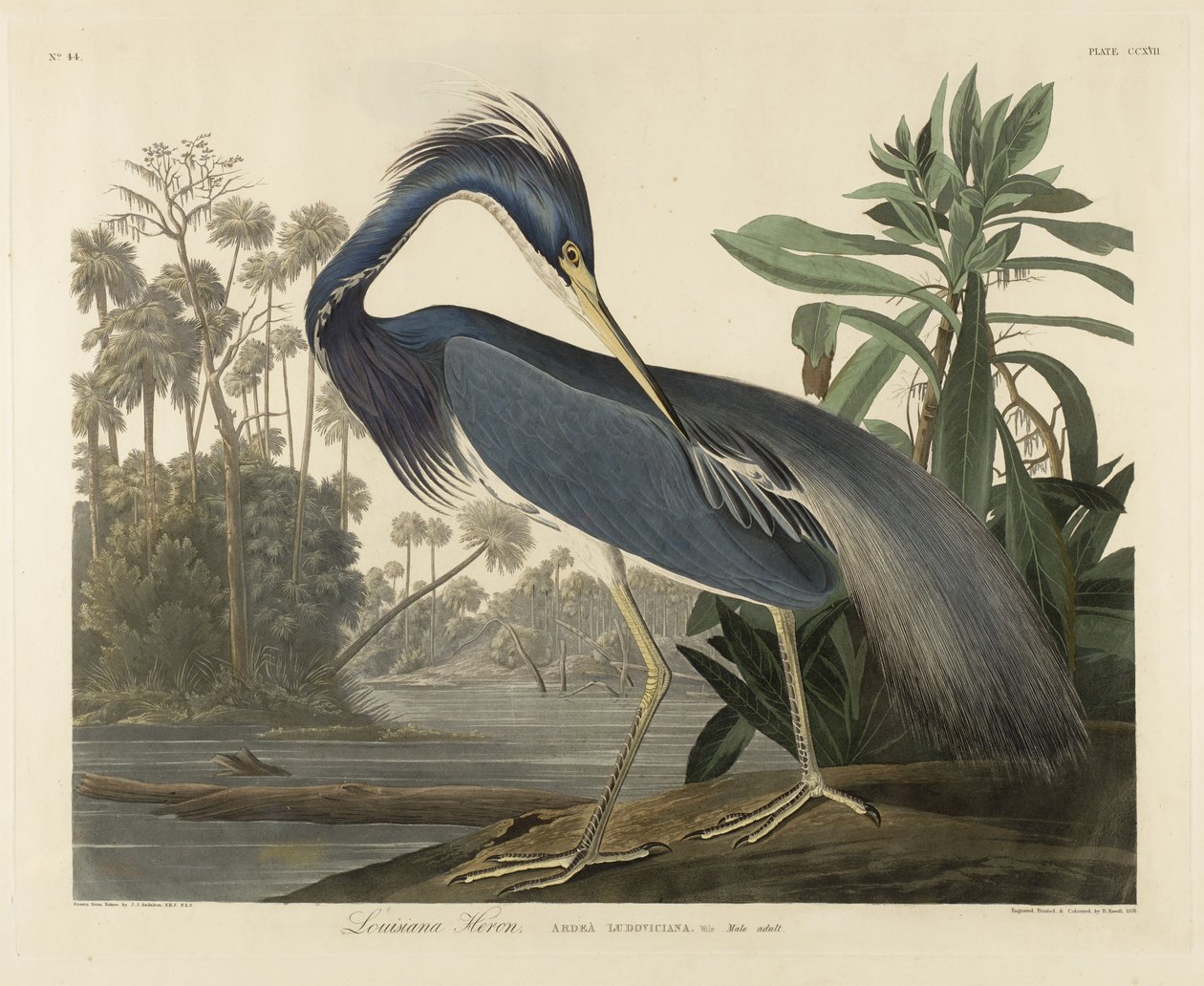 Louisiana Heron by Robert the Younger Havell
