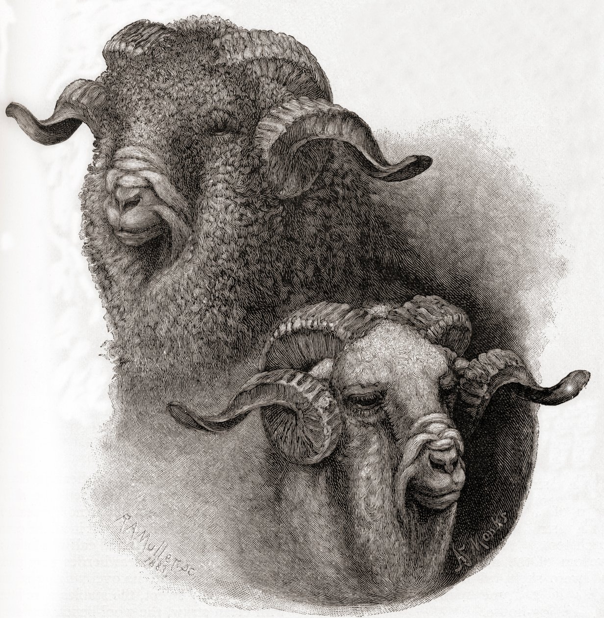 Head of Merino Ram Compared Before and After Shearing by Robert Antoine Muller