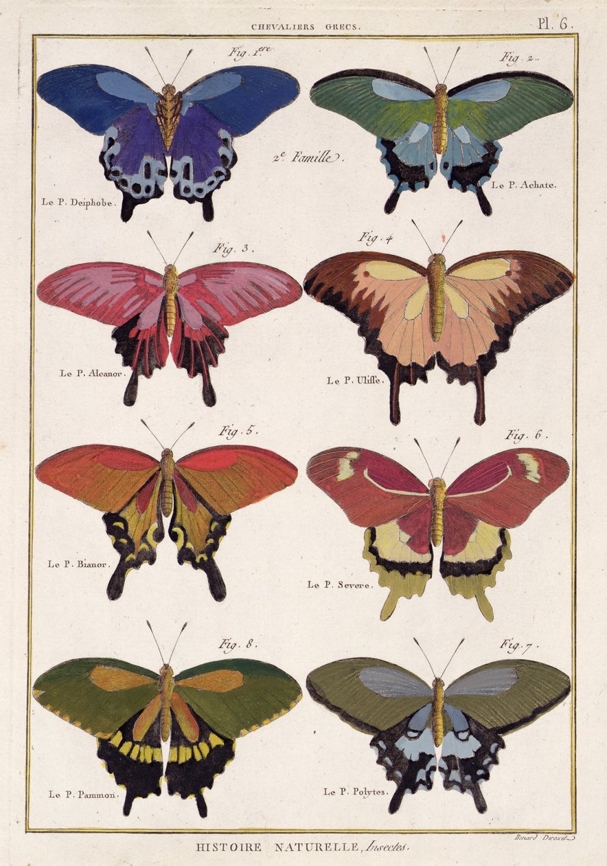 Butterflies from 