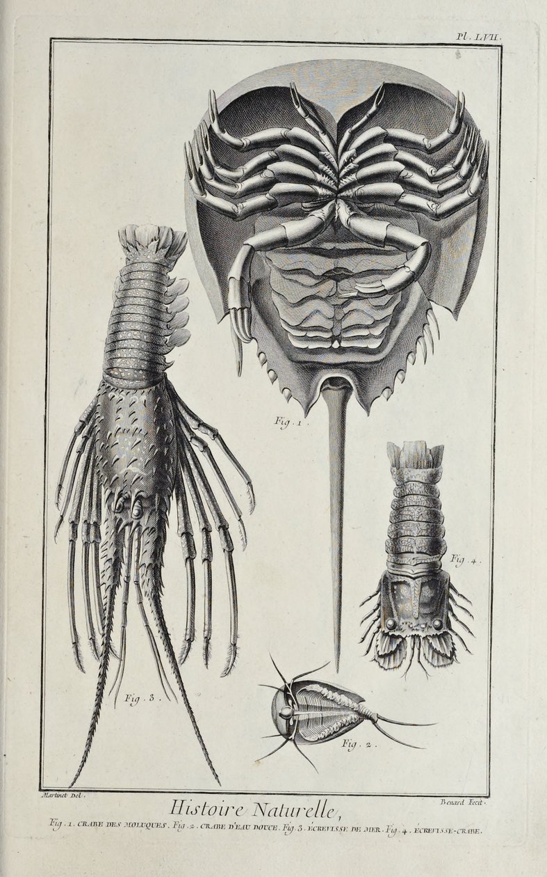 Crustaceans. Illustration from 'Recueil de Planches, sur les Sciences ...