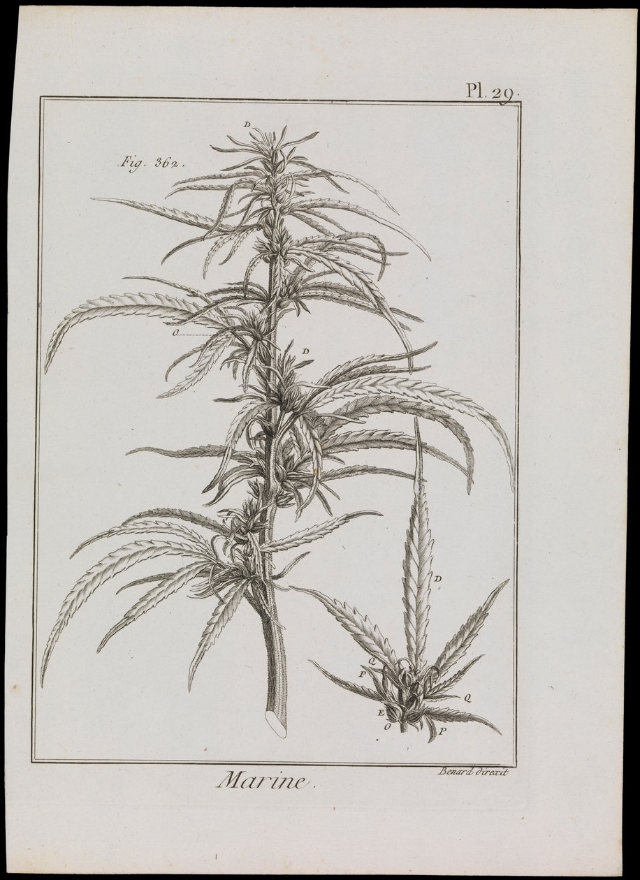 Marine Diagram of Flowers, c.1810 by Robert Benard