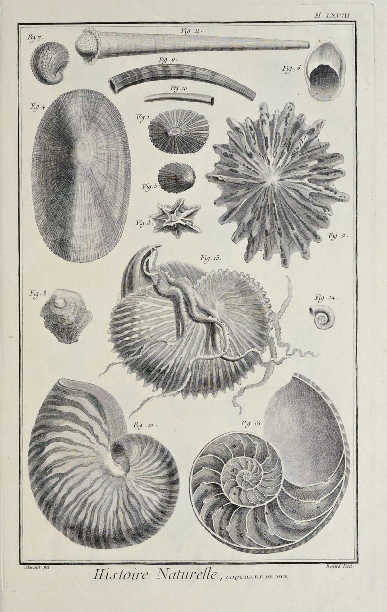 Sea Shells, Illustration from 