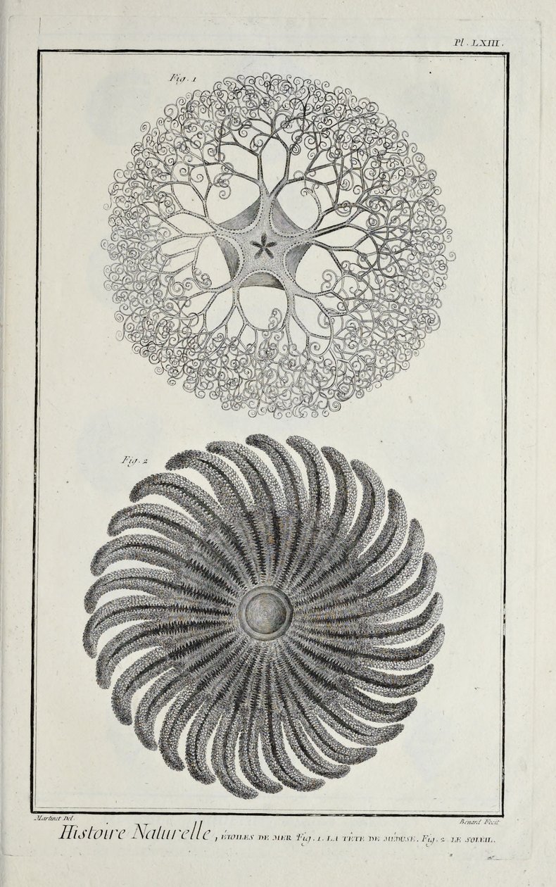 Sea stars, illustration from 