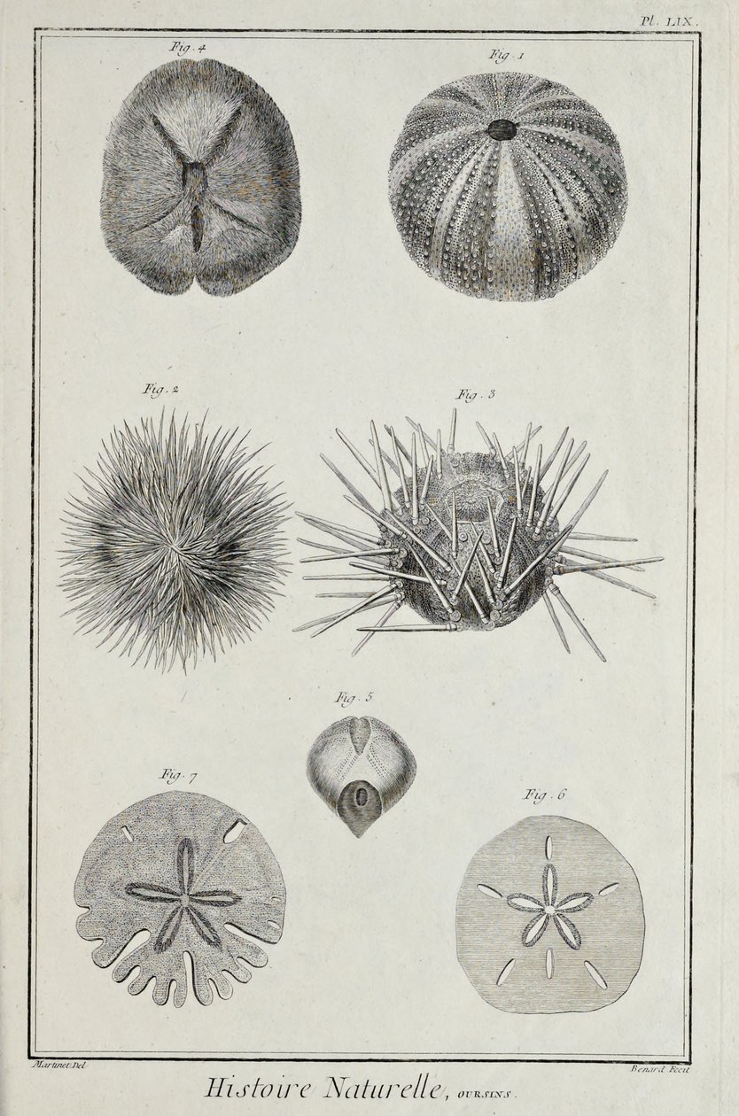 Urchins, illustration from 