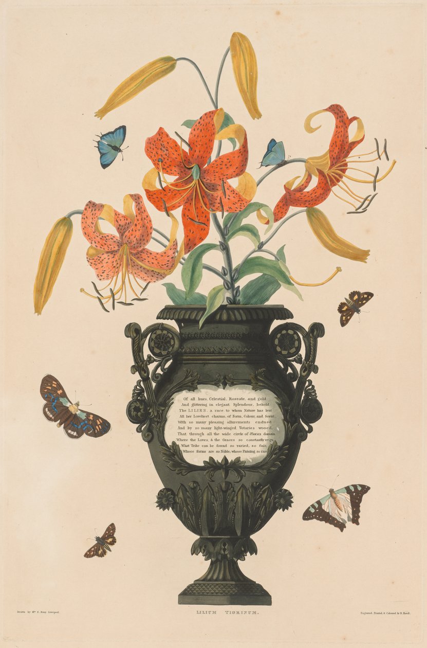 A Selection of Hexandrian Plants, belonging to the natural order of Amaryllidae and Liliacae: Tiger Lily by Robert Havell