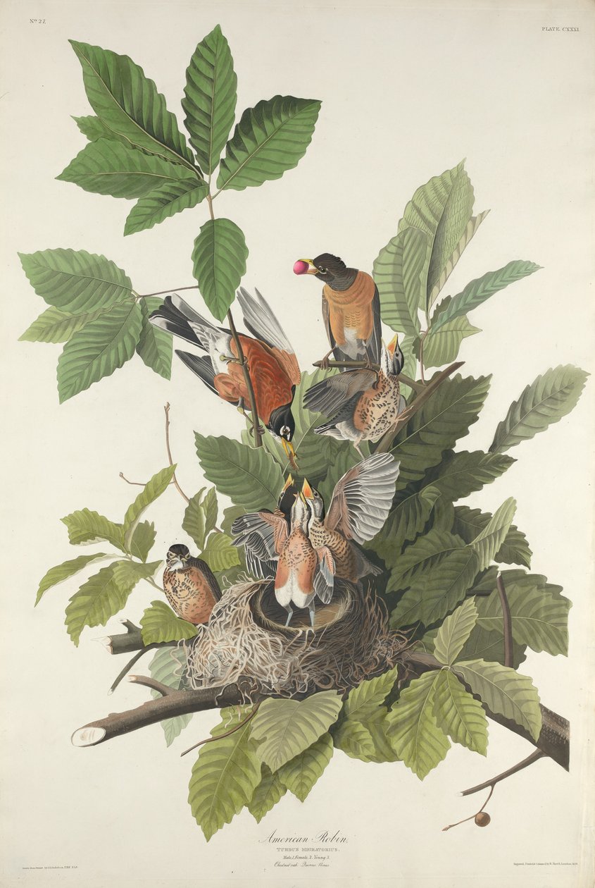 American Robin, 1832 by Robert Havell