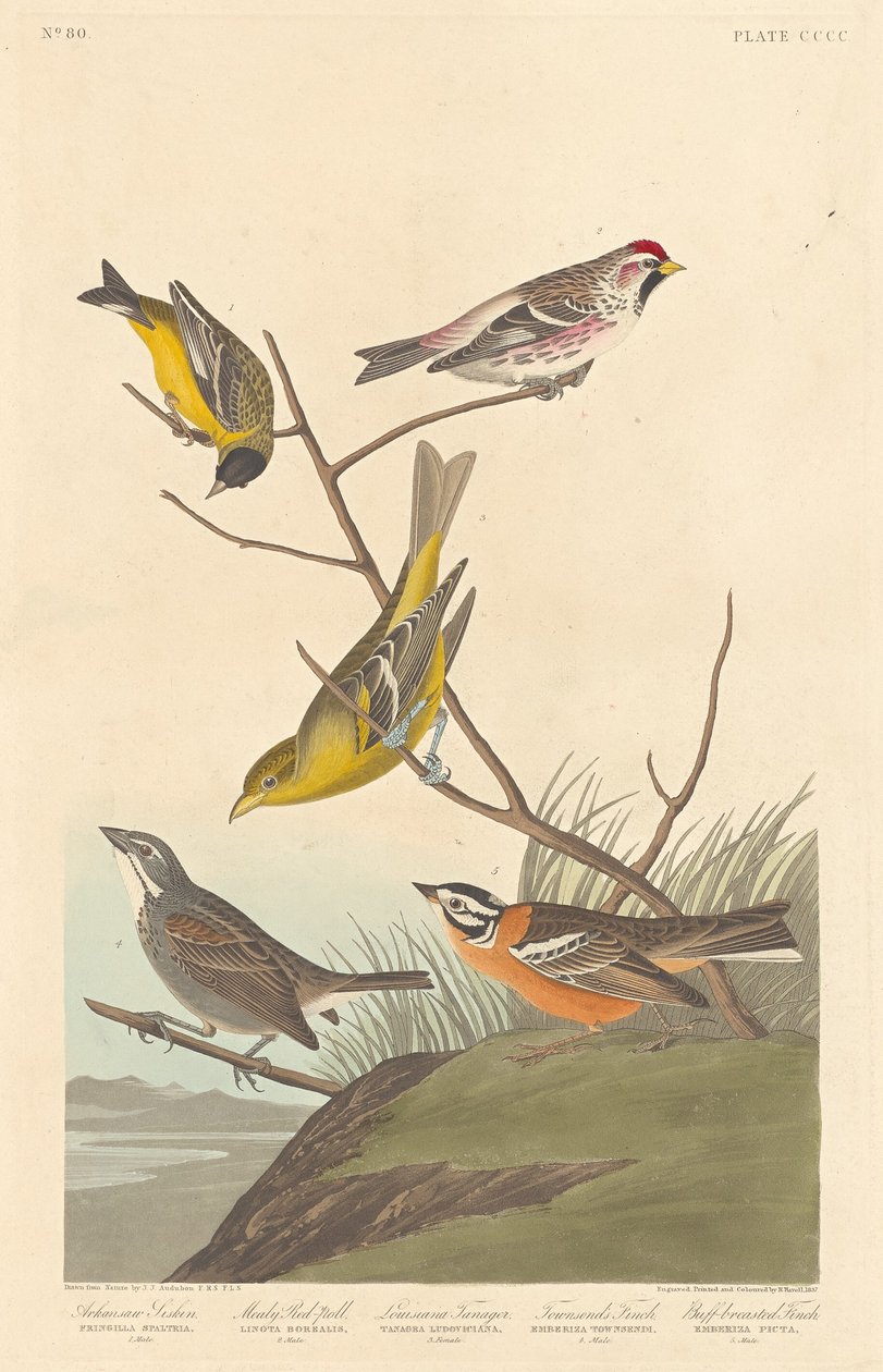 Arkansaw Siskin, Mealy Red-poll, Louisiana Tanager, Townsend
