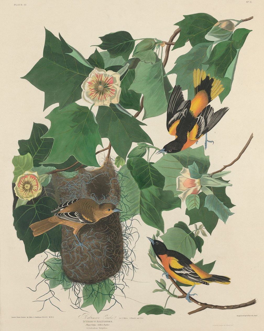 Baltimore Oriole by Robert Havell