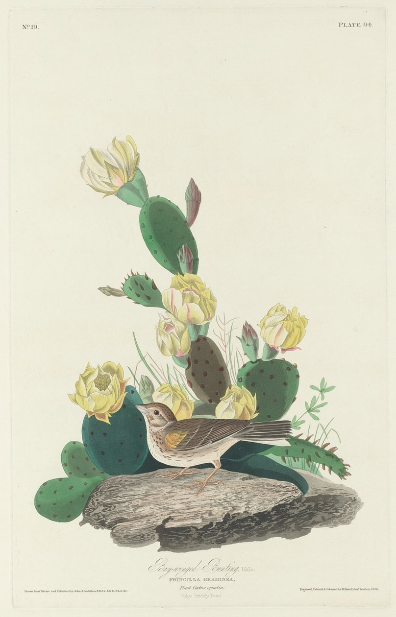 Bay-winged Bunting, 1830 by Robert Havell