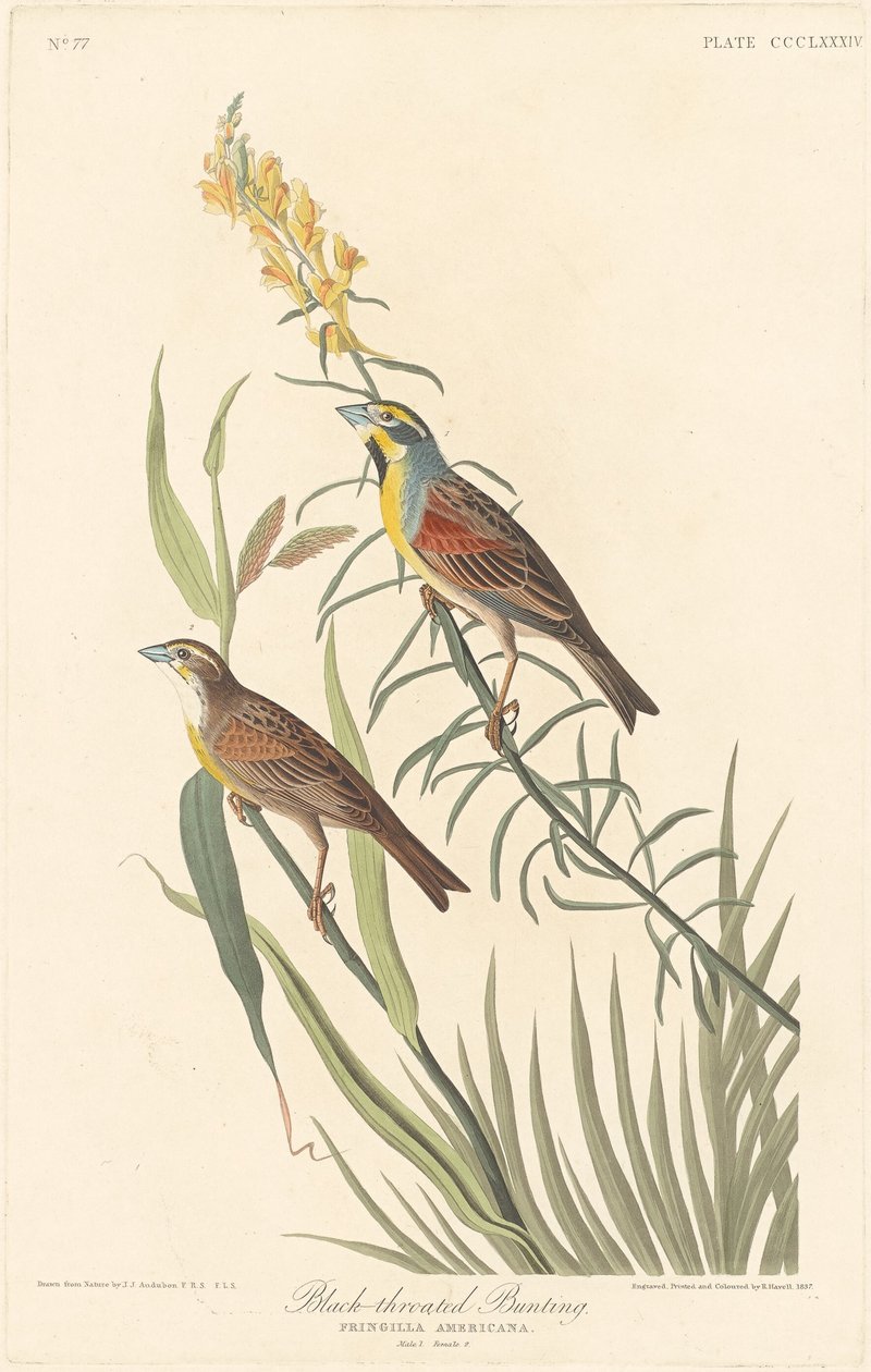 Black-throated Bunting by Robert Havell