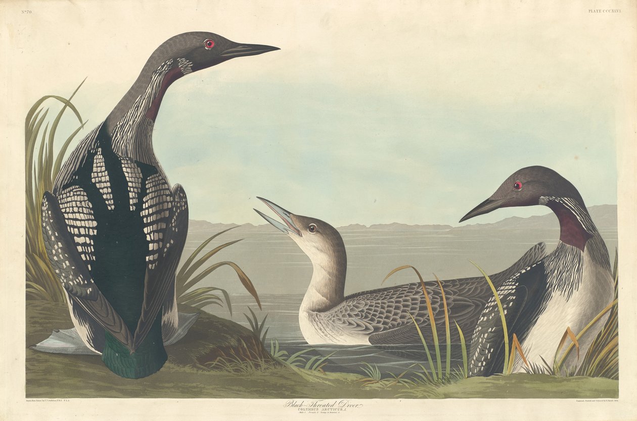 Black-throated Diver by Robert Havell