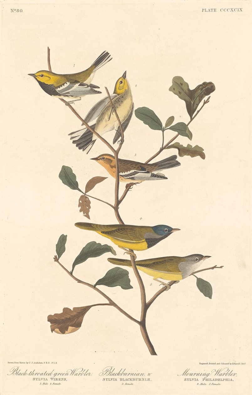 Black-throated Green Warbler, Blackburnian Warbler and Mourning Warbler by Robert Havell