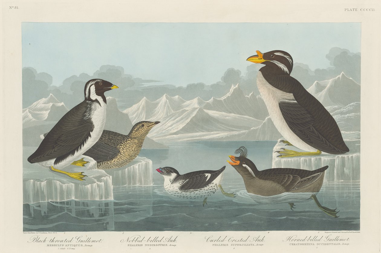 Black-throated Guillemot, Nobbed-billed Auk, Curled-Crested Auk and Horned-billed by Robert Havell