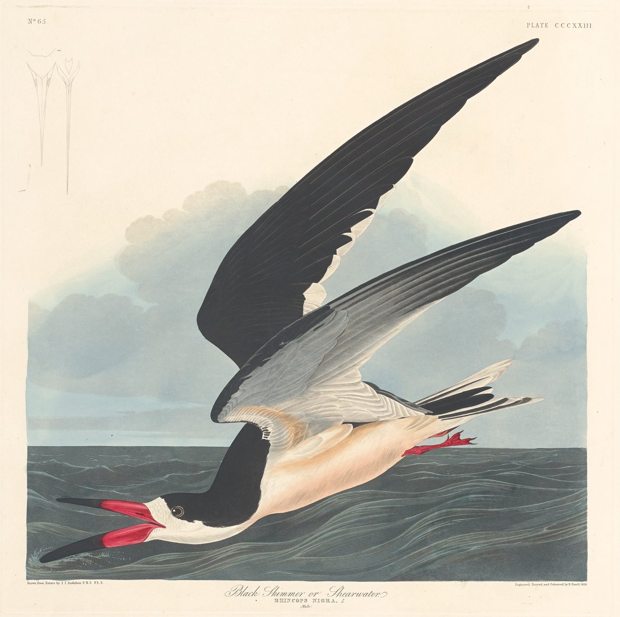 Black Skimmer by Robert Havell