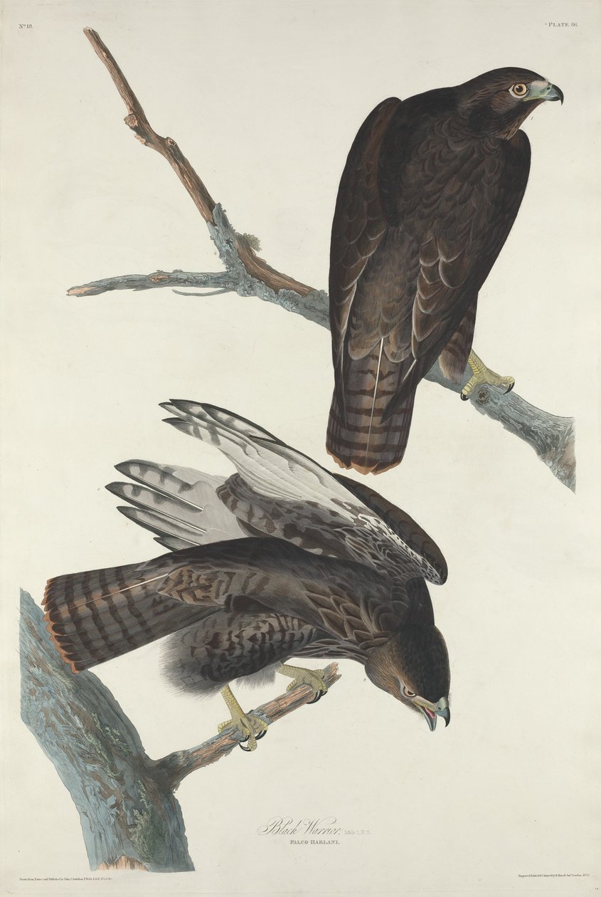 Black Warrior, 1830 by Robert Havell