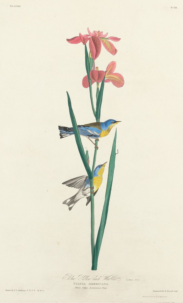 Blue Yellow-backed Warbler by Robert Havell