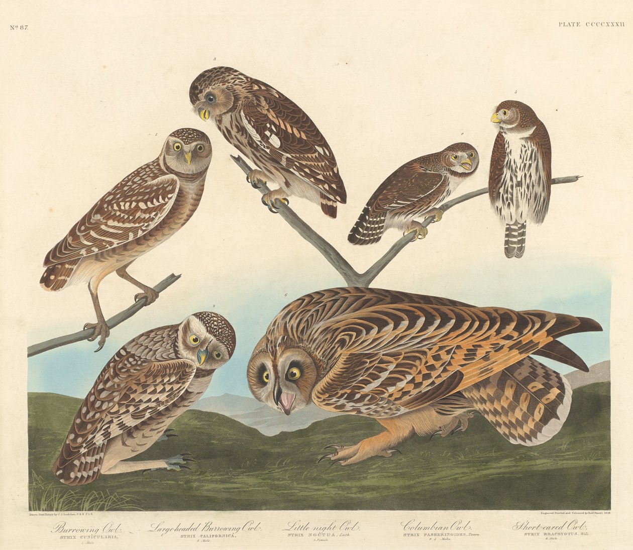 Burrowing Owl, Large-Headed Burrowing Owl and Little Night Owl by Robert Havell
