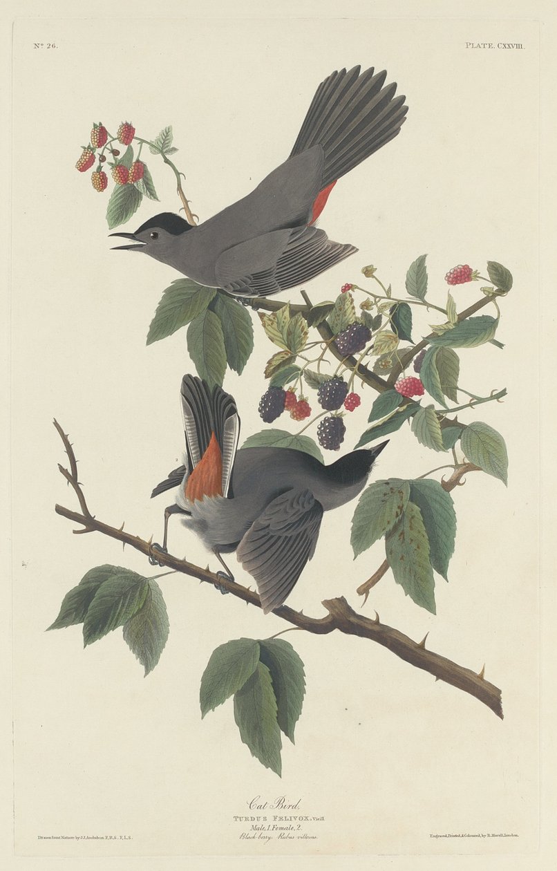 Cat Bird, 1832 by Robert Havell