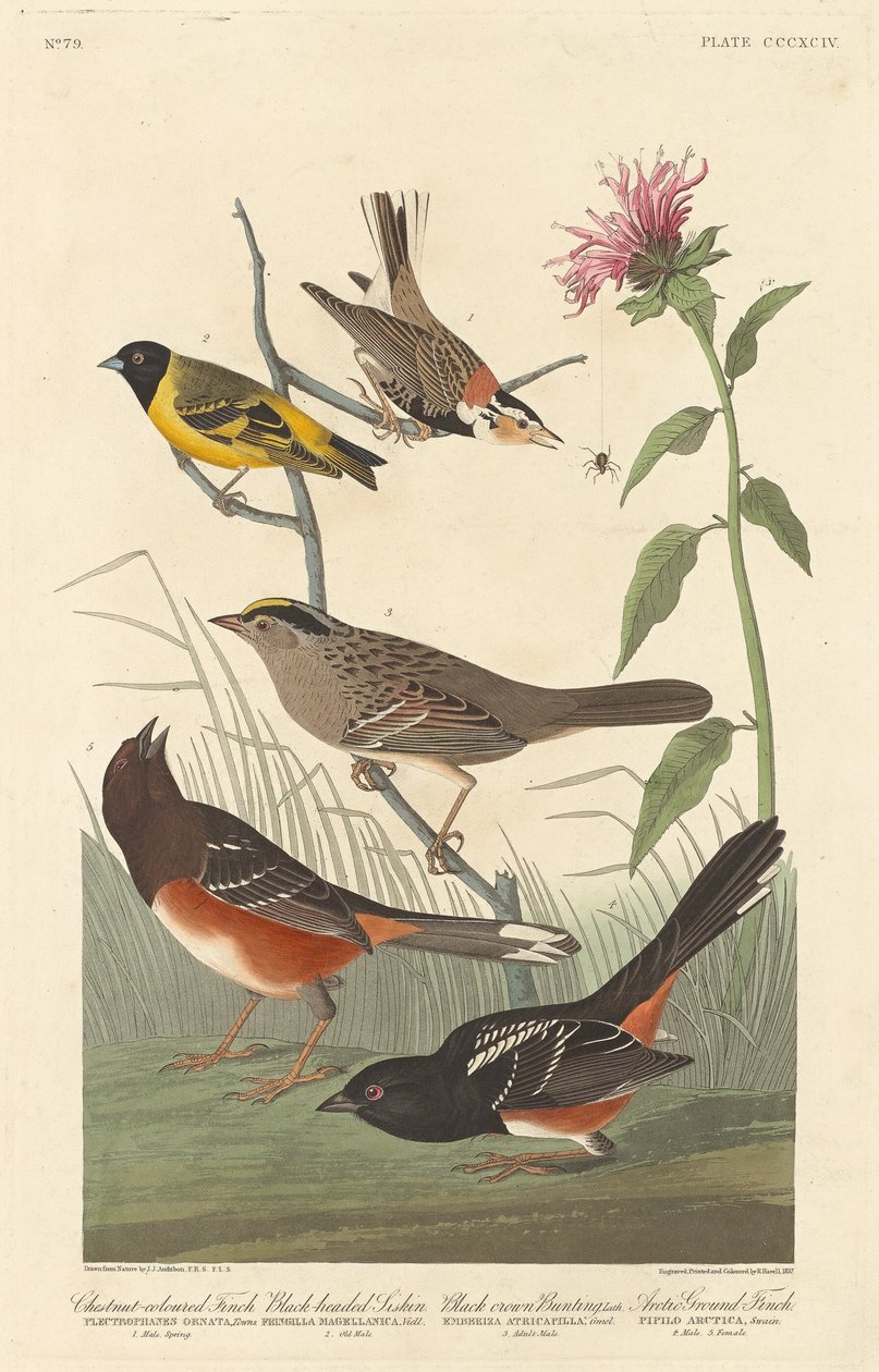 Chestnut-colored Finch, Black-headed Siskin, Black Crown Bunting and Arctic Ground Finch by Robert Havell