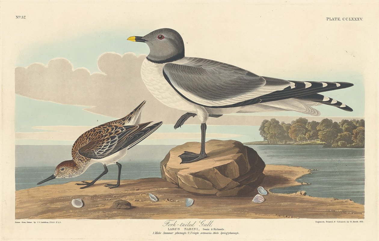 Fork-tailed Gull, 1835 by Robert Havell
