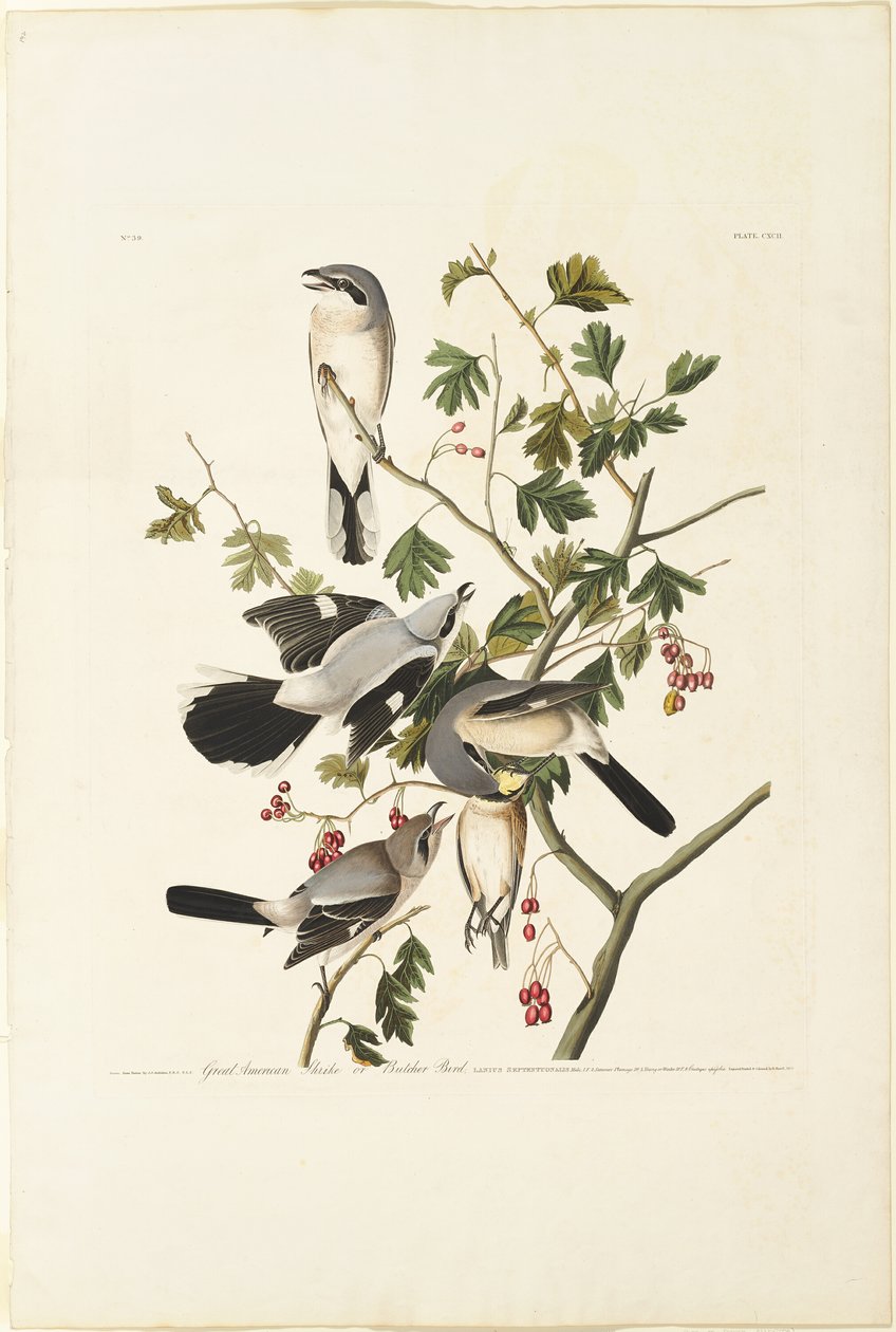 Great American Shrike by Robert Havell