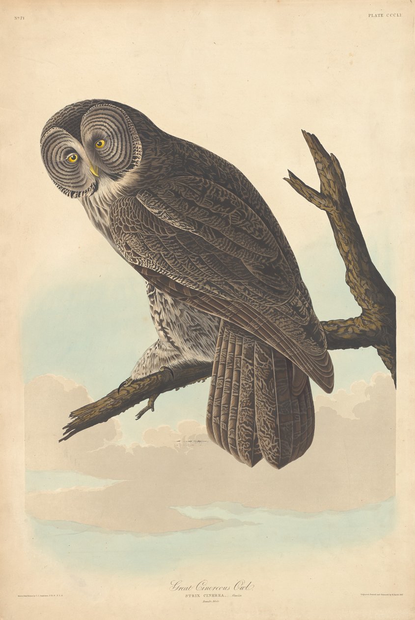 Great Cinereous Owl, 1837 by Robert Havell