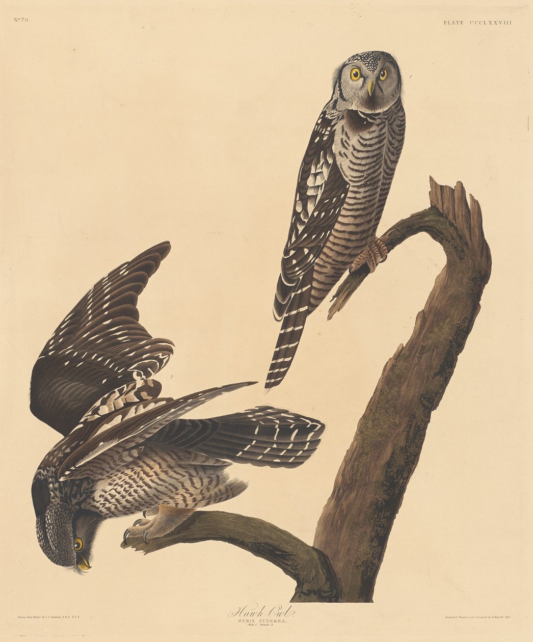 Hawk Owl by Robert Havell