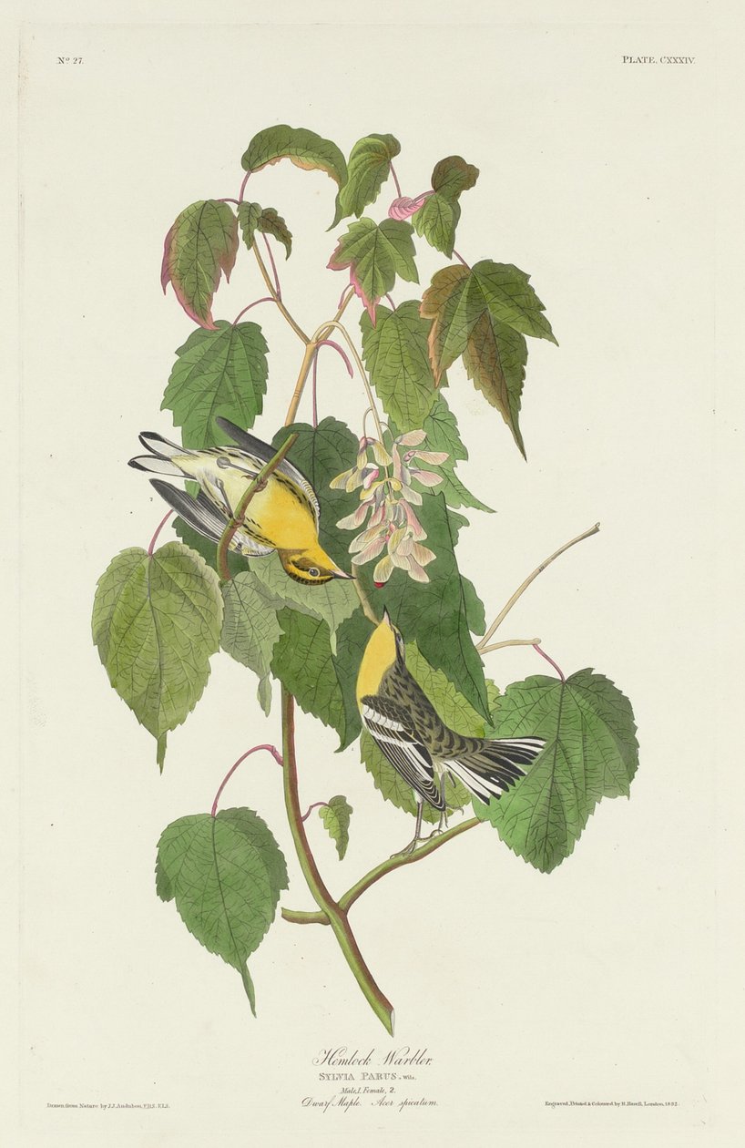 Hemlock Warbler, 1832 by Robert Havell