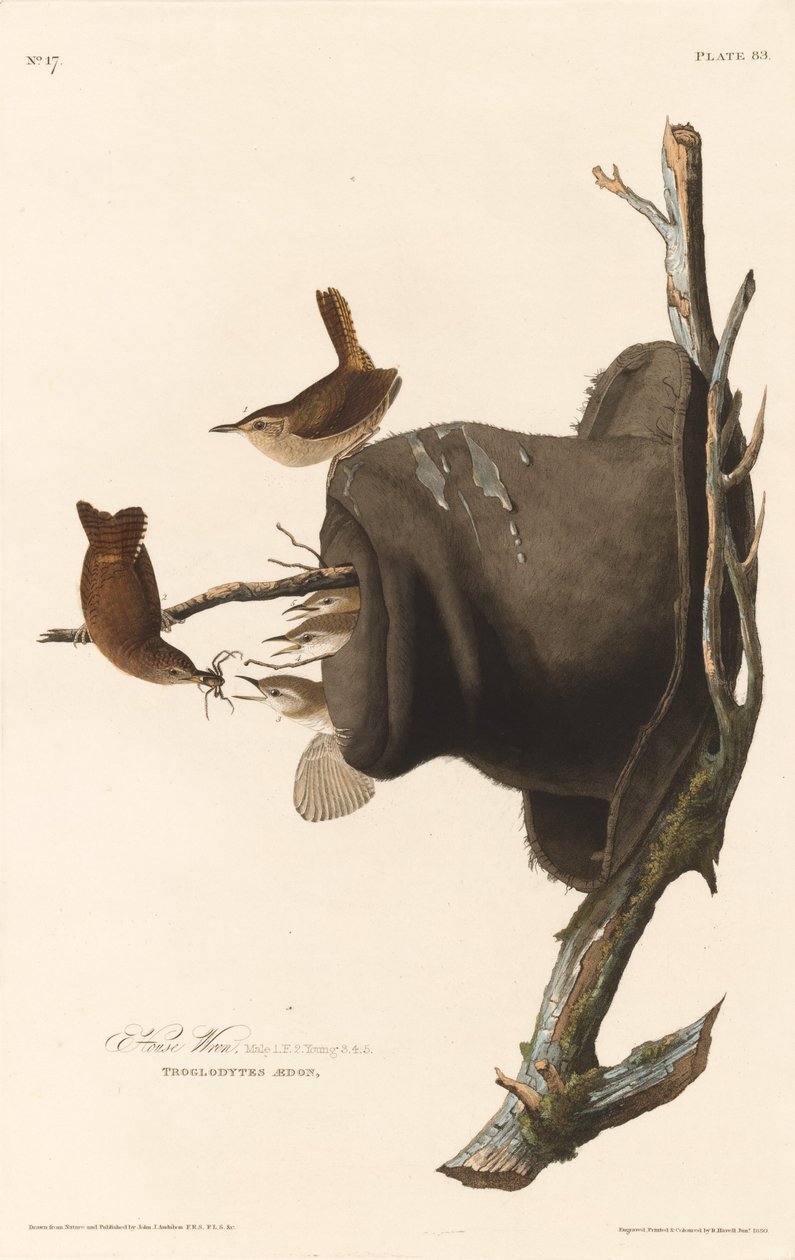 House Wren by Robert Havell